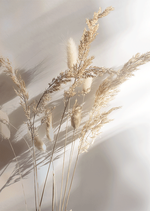 RedLine 呈现 Pure 系列